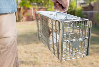 Contrôle des infestations de rongeurs